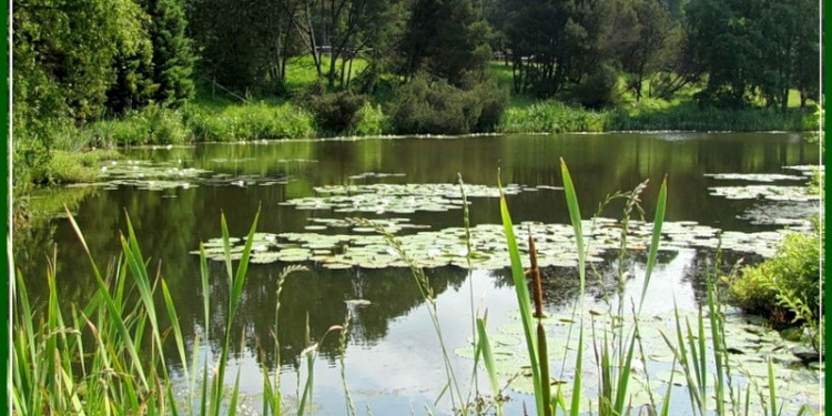 На Николаевщине незаконно переданный Кривоозерской РГА в аренду пруд вернули государству