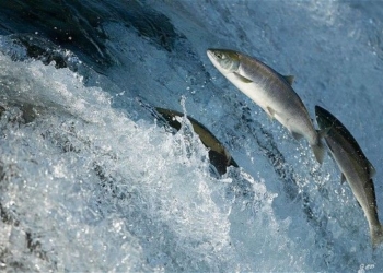 Норвегия отказала России в проверке своих рыбных предприятий