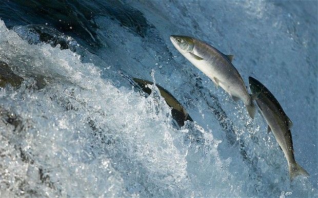 Украина увеличила экспорт рыбы почти на 20% 1