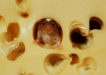 Баштанский сырзавод за полгода получил 5,9 млн.грн. чистых убытков