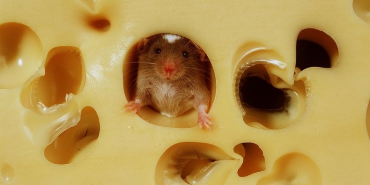 Баштанский сырзавод за полгода получил 5,9 млн.грн. чистых убытков