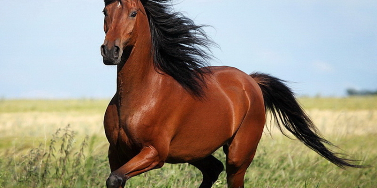 Жительница Баштанского района увела лошадь в Новобугском районе, чтобы продать на мясо