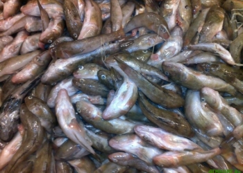 Пора таки ставить памятник: В Южном Буге – мор бычка. Специалисты с выводами не торопятся