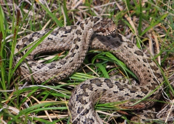 Николаевца на Джарылгаче укусила змея – сейчас он в реанимации