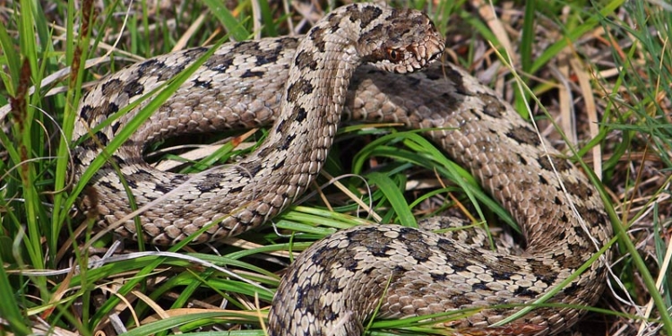 Николаевца на Джарылгаче укусила змея – сейчас он в реанимации