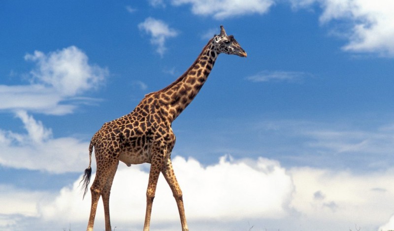 За строительство жирафника в Николаевском зоопарке отдали 4,8 миллиона гривен 1