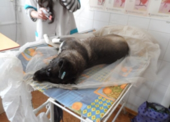 На Намыве травят бездомных собак. Одно животное умирало на глазах у детей