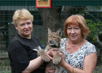 Николаевская рысь теперь будет охотиться в Харькове