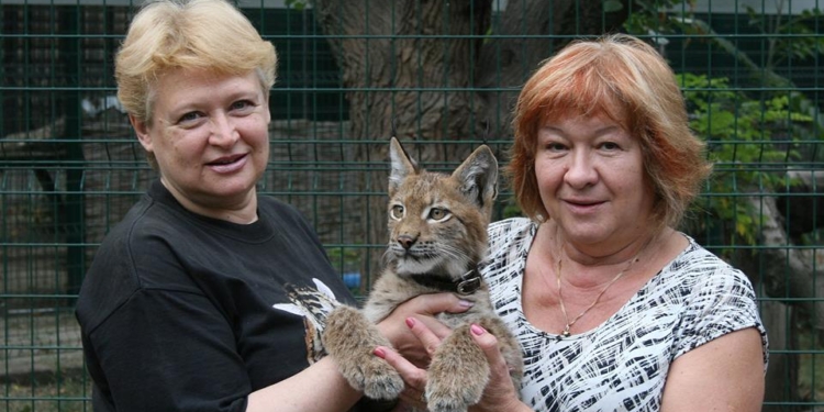 Николаевская рысь теперь будет охотиться в Харькове