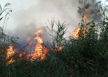 В микрорайоне Темвод горел камыш – николаевские спасатели справились с пожаром