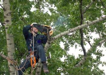 В Мешково-Погорелово разбился молодой мужчина, который в одной из школ обрезал ветки деревьев