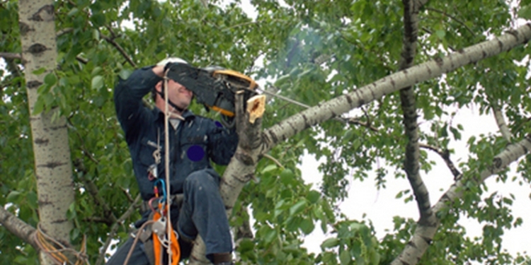 В Мешково-Погорелово разбился молодой мужчина, который в одной из школ обрезал ветки деревьев