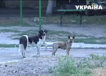 В Николаеве собачья стая напала на детей на детской площадке