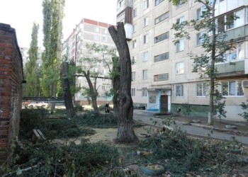 Руки-крюки, или Как в Николаеве обрезку деревьев проводят