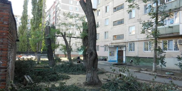 Руки-крюки, или Как в Николаеве обрезку деревьев проводят