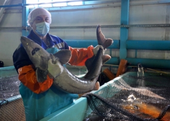 Япония становится экспортером черной икры