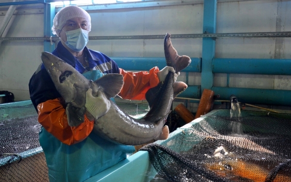 Япония становится экспортером черной икры