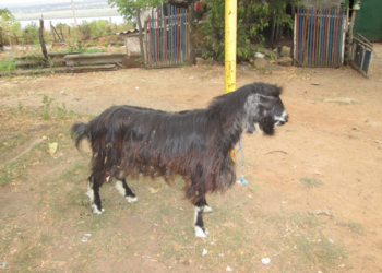 И кто козел? В Николаевской области трое обиженных избили невиновных и увели козла