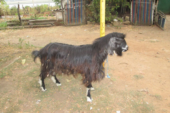 И кто козел? В Николаевской области трое обиженных избили невиновных и увели козла