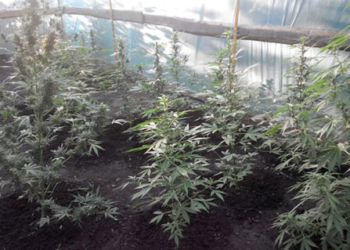 Житель Вознесенского района выращивал коноплю в теплице