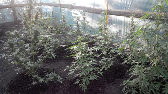 Житель Вознесенского района выращивал коноплю в теплице