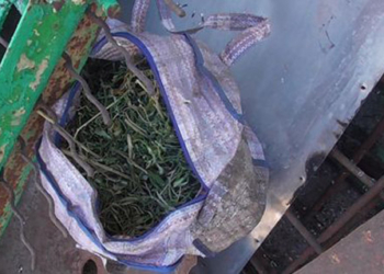 Хороший «улов»: в Березнеговатском районе обнаружили 123 куста конопли и 10 литров уже высушенной конопли