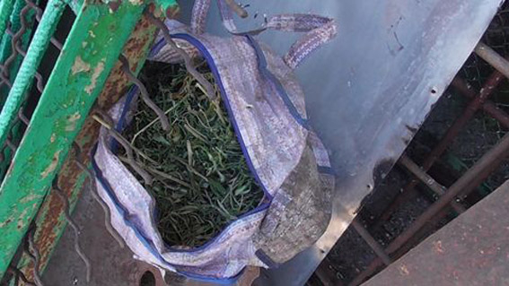 Хороший «улов»: в Березнеговатском районе обнаружили 123 куста конопли и 10 литров уже высушенной конопли