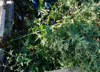 В Варваровке 28-летний мужчина выращивал коноплю на приусадебном участке