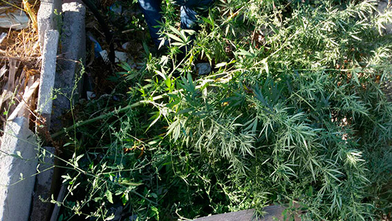 В Варваровке 28-летний мужчина выращивал коноплю на приусадебном участке