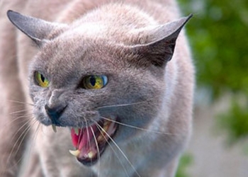 В Красноармейске ввели карантин из-за бешенства