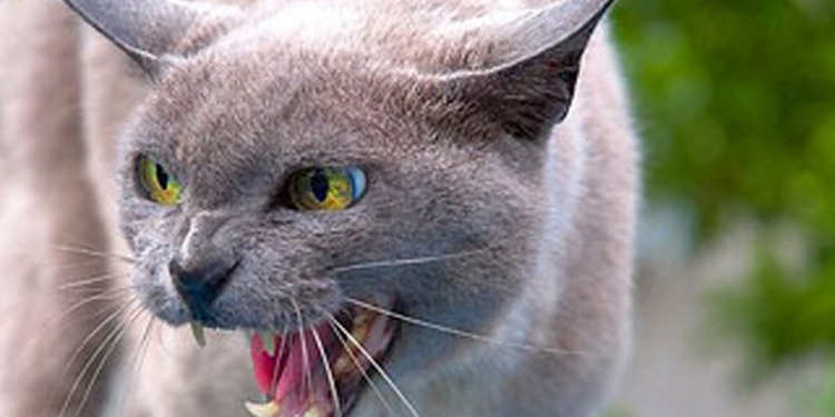 В Красноармейске ввели карантин из-за бешенства