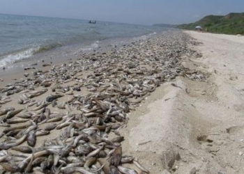 На Николаевщине – массовый замор рыбы: погибли 3,6 миллионов бычков