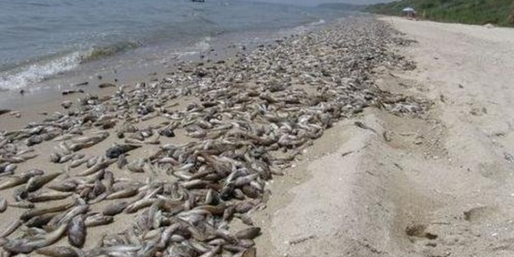 На Николаевщине – массовый замор рыбы: погибли 3,6 миллионов бычков