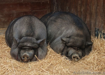 Военнослужащий РФ с братом-язвенником перешел границу Украины – шли “за поросятами”