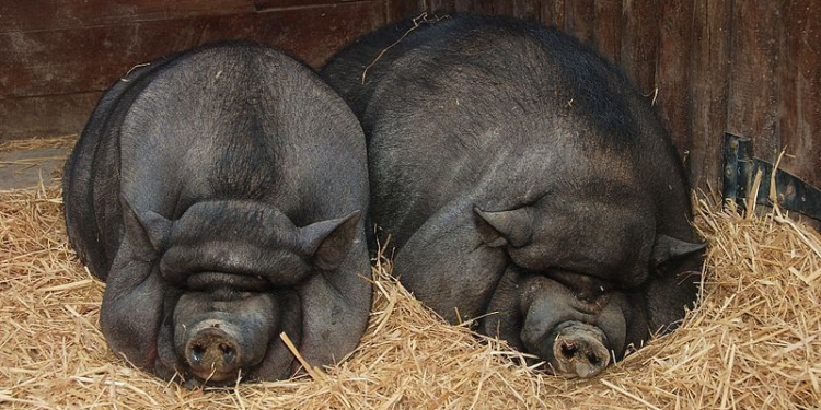 Военнослужащий РФ с братом-язвенником перешел границу Украины – шли “за поросятами”