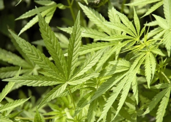 Селекционер из Терновки: 37-летний мужчина выращивал коноплю по всем правилам агротехники