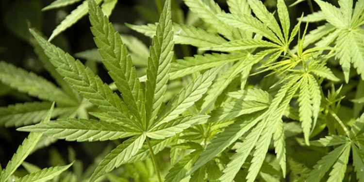 Селекционер из Терновки: 37-летний мужчина выращивал коноплю по всем правилам агротехники