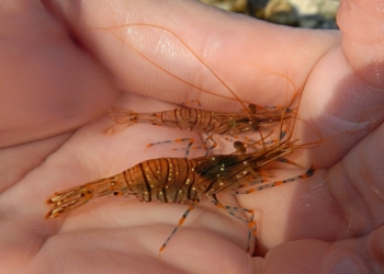 На Херсонщине работник Черноморского биосферного заповедника организовал вылов креветки в промышленных масштабах