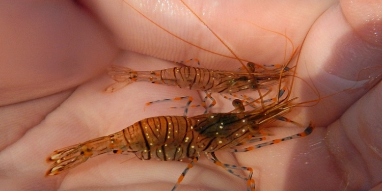 На Херсонщине работник Черноморского биосферного заповедника организовал вылов креветки в промышленных масштабах