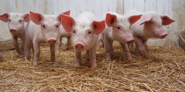 Интересно, долго носили? Ради поросят два кривоозерца украли с поля 1,5 тонны кукурузы