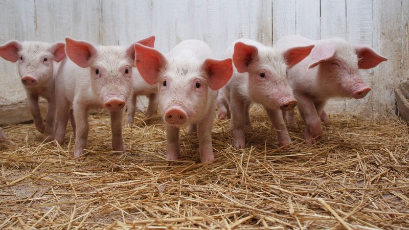 Ученые научились выращивать человеческие органы в свиньях 1