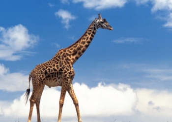 За строительство жирафника в Николаевском зоопарке отдали 4,8 миллиона гривен