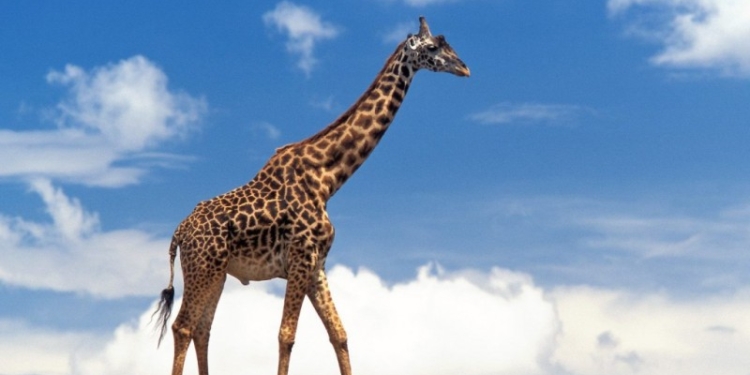 За строительство жирафника в Николаевском зоопарке отдали 4,8 миллиона гривен