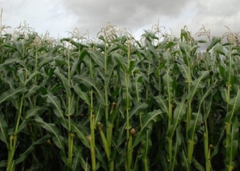 Фермеры в Сумской области избили трех пенсионеров за кражу кукурузы