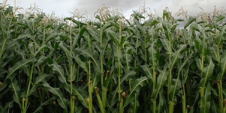 Фермеры в Сумской области избили трех пенсионеров за кражу кукурузы