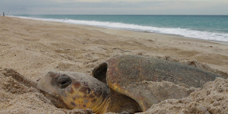 Новый вид гигантской черепахи обнаружен на Галапагосских островах