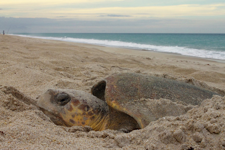 Новый вид гигантской черепахи обнаружен на Галапагосских островах 1