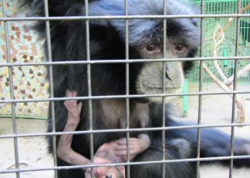 В Николаевском зоопарке: очередное пополнение: на свет появился «голос леса»