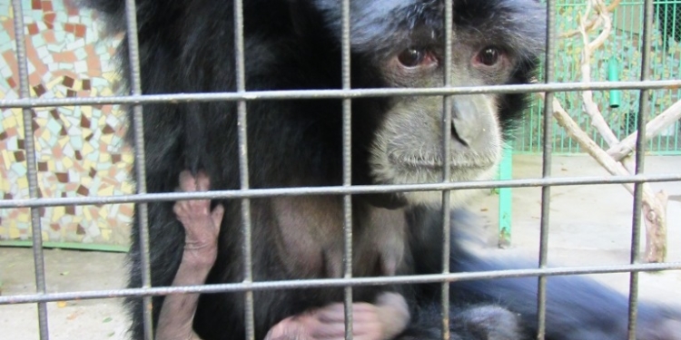 В Николаевском зоопарке: очередное пополнение: на свет появился «голос леса»