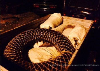 Неподалеку от Южного пограничники задержали браконьеров с 5 мешками мидий